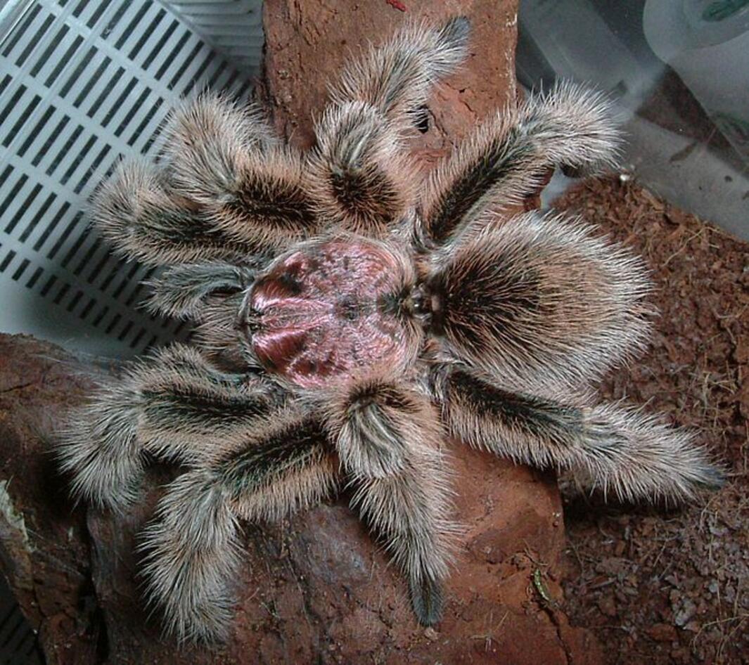 Italia 60 Milioni Di Animali In Casa Un Ragno Cileno L Ultima