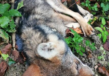 Trovato morto un lupo a San Martino si ipotizza un avvelenamento