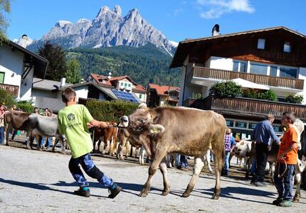 Gran Festa del Desmontegar 2017 - Mostra Concorso Bovina 