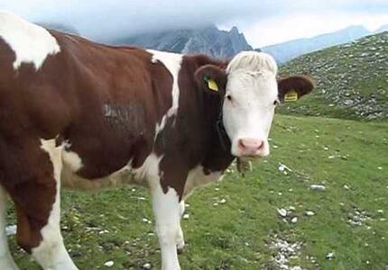 Val di Vizze: stalla con 24 mucche morte, denunciato contadino 