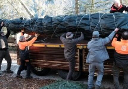 Un abete bianco della val Canali per la Presidenza della Repubblica
