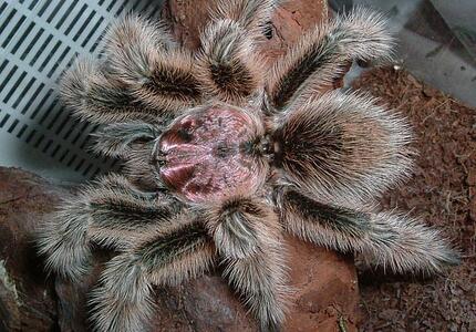 Italia: 60 milioni di animali in casa. Un ragno cileno l’ultima moda. 