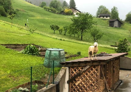 Il Lupo e la cronaca di due morti non annunciate - Il Racconto di Manuela Crepaz