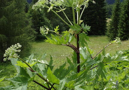 Segnalata anche a Paneveggio una pianta pericolosa per la pelle