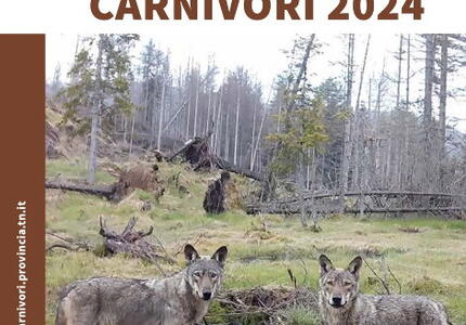 Pubblicato il Rapporto grandi carnivori 2024 Orso-Lupo-Sciacallo