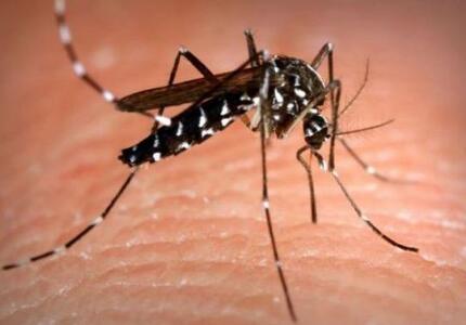  Zanzara tigre: via libera al piano per contrastarne la diffusione