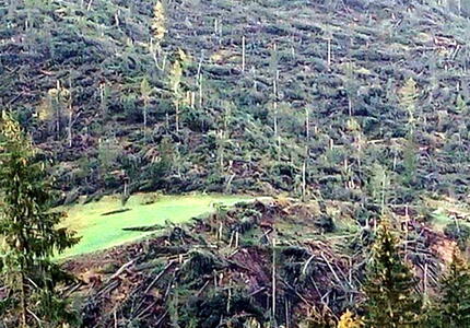 Alberi abbattuti il Trentino prepara una Task Force della filiera legno