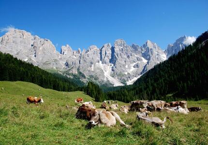 Primiero Discute Tema Mondo Agricolo con 4 Ospiti  Lunedi 4 maggio ore 14