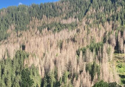 Emergenza bostrico: il punto nei territori di Primiero, Vanoi e Tesino