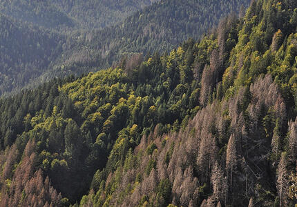 Strada per San Martino Esbosco Bostrico