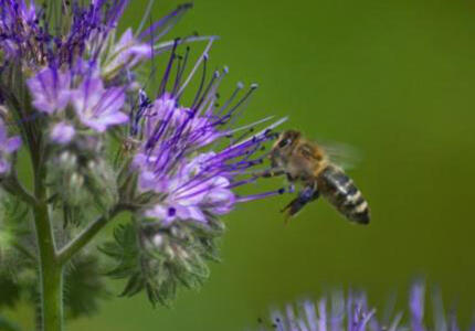 Una piantina di facelia per salvare le api che stanno sparendo