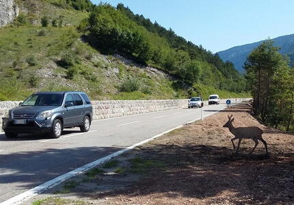  Automobilisti e fauna selvatica: parte la sperimentazione segnaletica