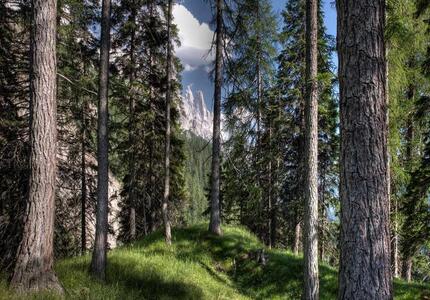 Conferenza il 9 febbraio a Bruxelles: il contributo delle Regioni Alpine alla strategia forestale europea