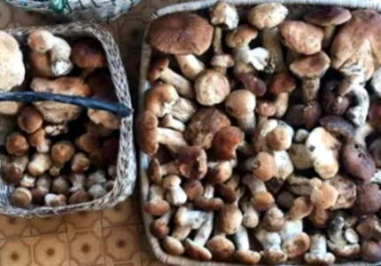 Raccolta funghi, il limite giornaliero passa da 2 a 3 chili a persona