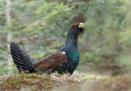  Ricerca, conservazione e gestione del gallo cedrone del Parco Paneveggio