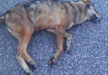 Lupa investita da ambulanza in loc. Busarello a Imèr