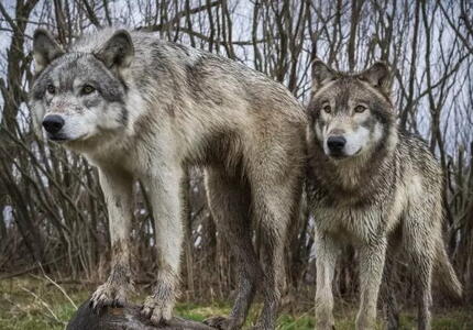 Il Lupo conoscerlo per non temerlo, 4 puntate di approfondimento con Aldo Martina