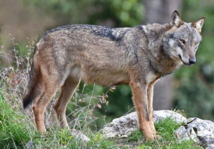 Lupo aggredisce cane nel Vanoi