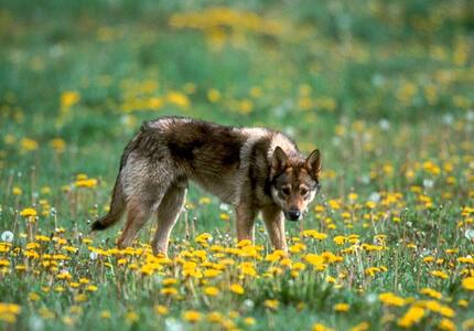 Primiero Discute: Il Lupo fra salvaguardia e Allevatori con 7 Ospiti Venerdi 22 maggio ore 14