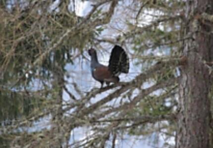 Primiero, Convegno internazionale sul Gallo Cedrone 