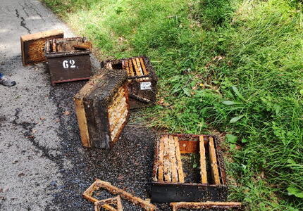 Orso confermata la presenza in Primiero-Vanoi-Schener