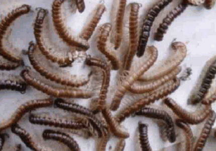 Millepiedi, un problema estivo che si ripresenta nel Primiero