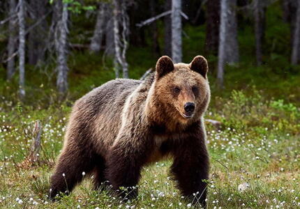 Ritorna l’orso nel Primiero e in Valsugana dopo due anni di assenza