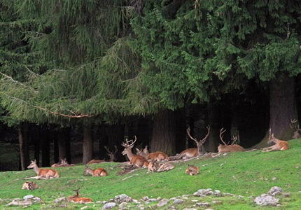 Scomparso a 97 anni Donato Nardin il promotore dei cervi a Paneveggio
