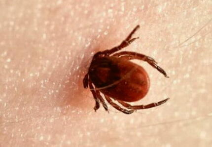 Tbe meningoencefalite da zecche 7 casi nel Bellunese