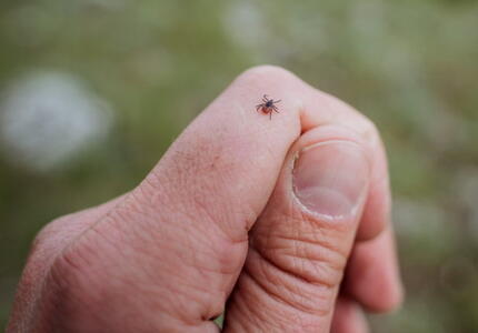 Con la bella stagione ritornano le zecche.